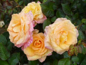 BRITANNIA (hybrid tea)